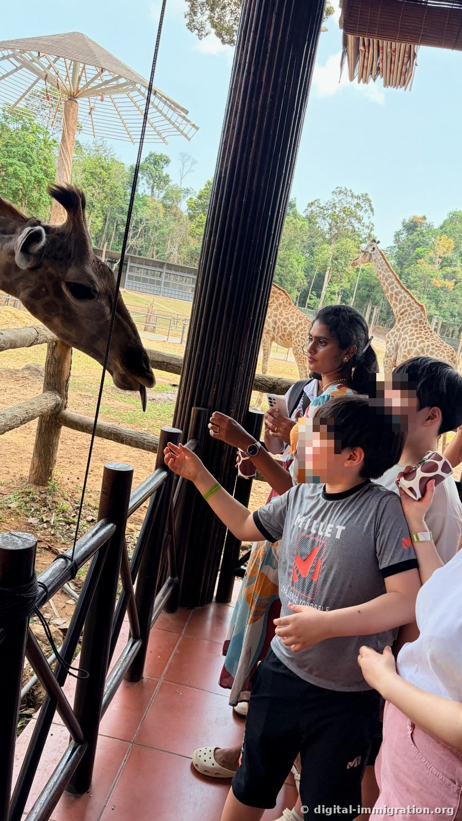 A child in a gray t-shirt and adults feeding giraffes over the wooden fence, with two more giraffes visible in the enclosure behind