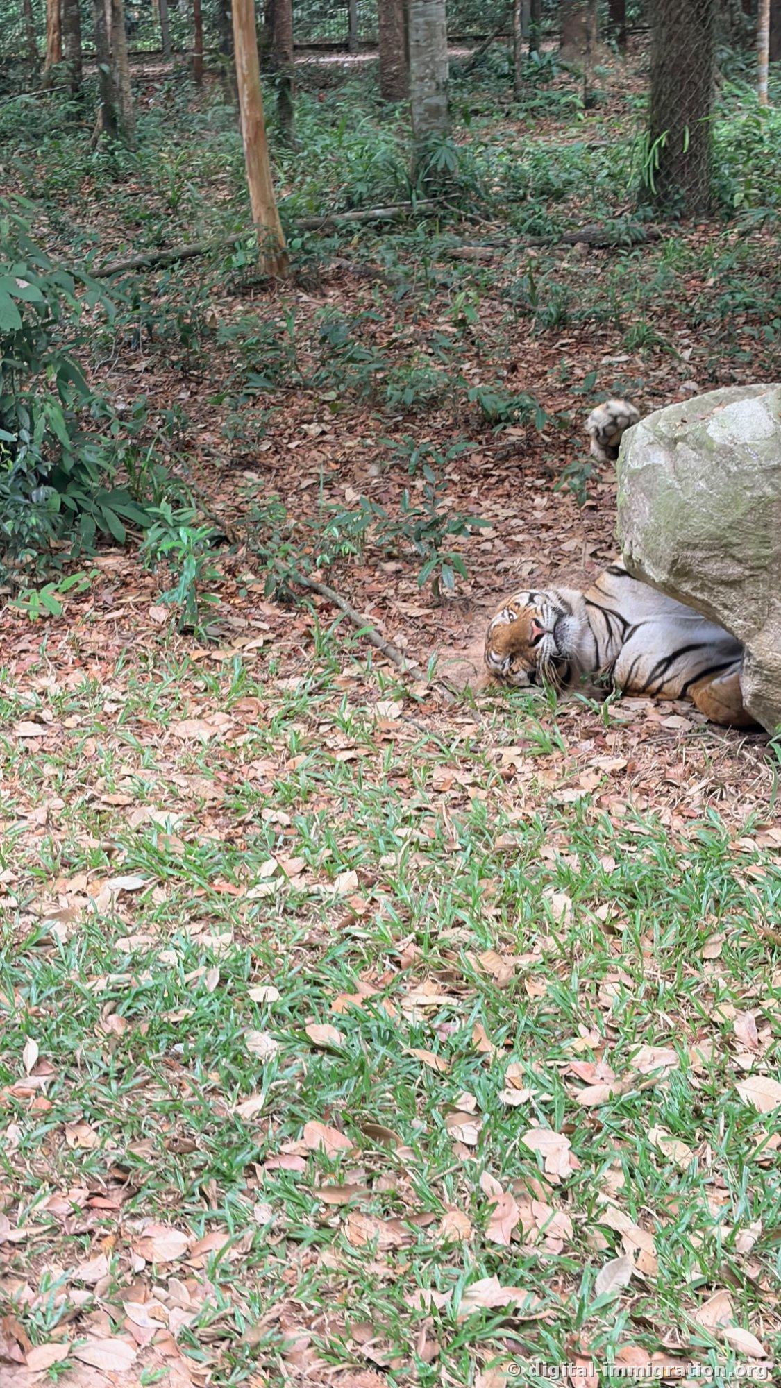 A distant view of a tiger lying on its side in a forest surrounded by rocks and fallen leaves