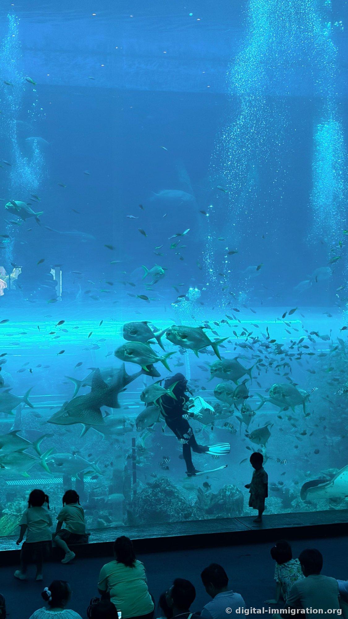 Children sitting on the floor in front of a large tank watching sharks, rays, and divers