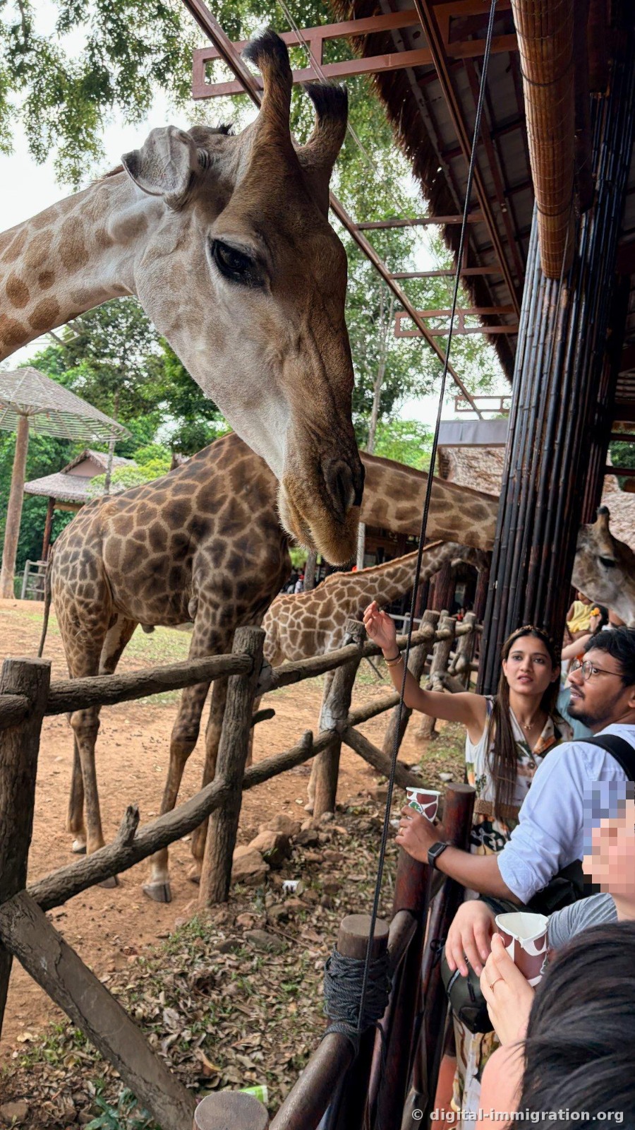 A giraffe lowering its neck deeply toward visitors holding paper cups over the wooden fence