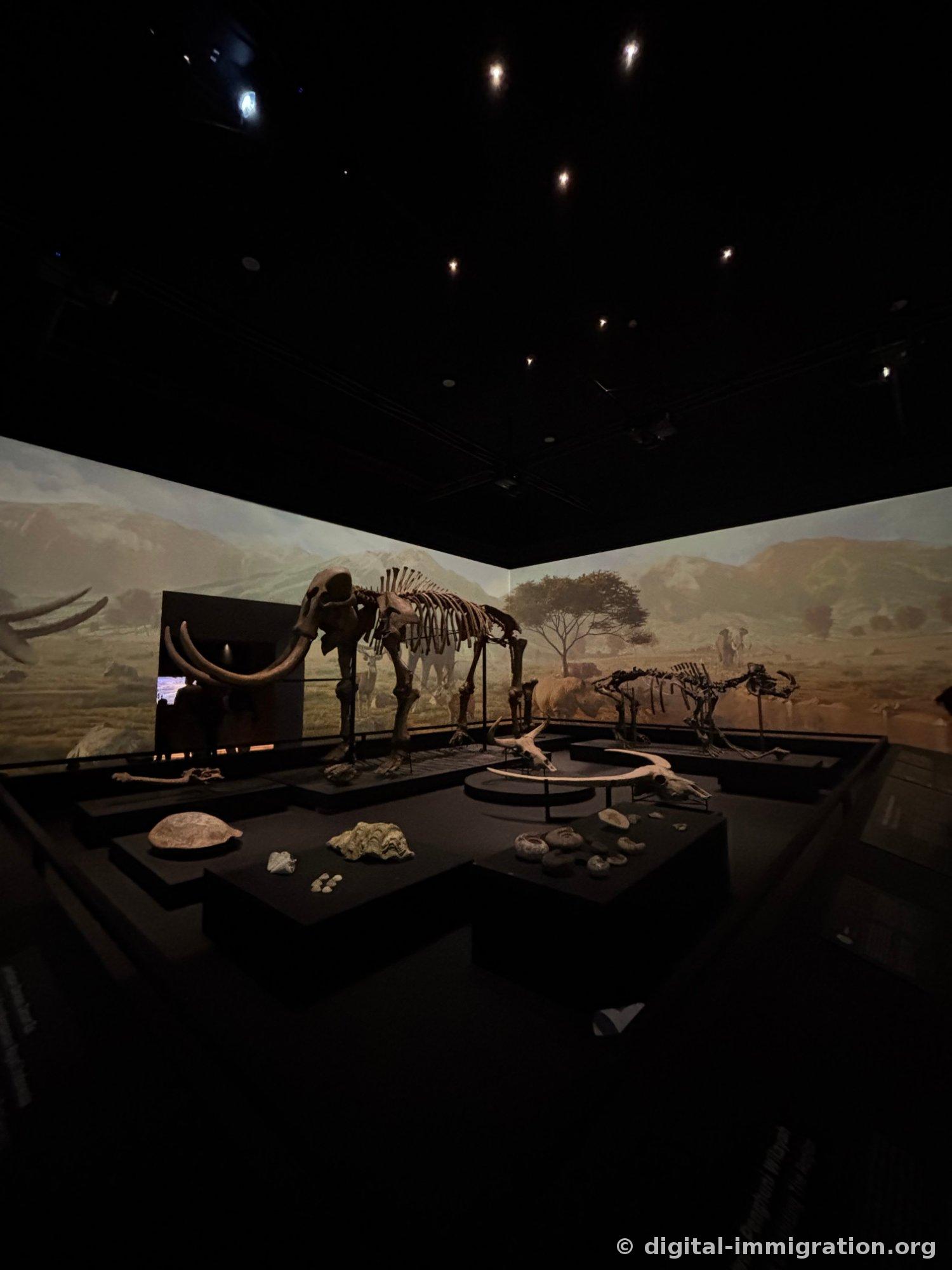 A dark exhibition room with grassland video projected on the wall, a large elephant skeleton with prominent tusks, and a rhinoceros skeleton with fossil specimens on front pedestals