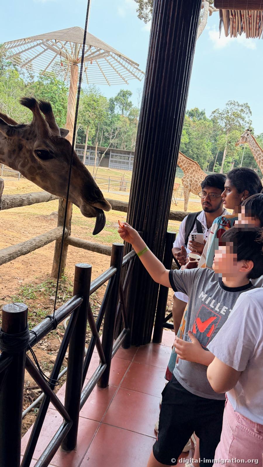 A child in a gray t-shirt extending food as a giraffe reaches out its tongue to accept it, with other giraffes visible in the background