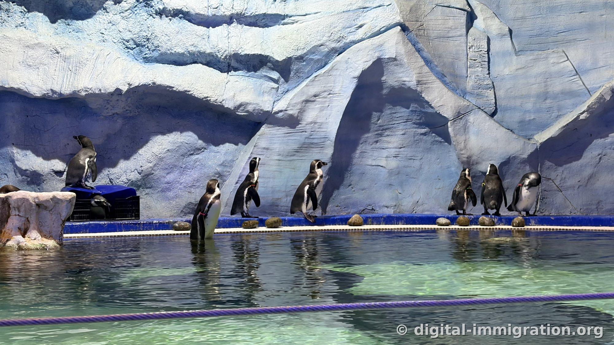 Multiple penguins lined up at the water's edge beneath a light blue artificial ice cliff