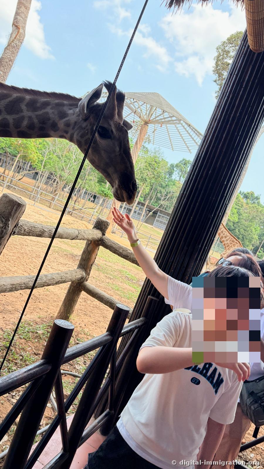 A child holding an empty hand up as a giraffe brings its nose close to smell, with a white parasol structure in the background