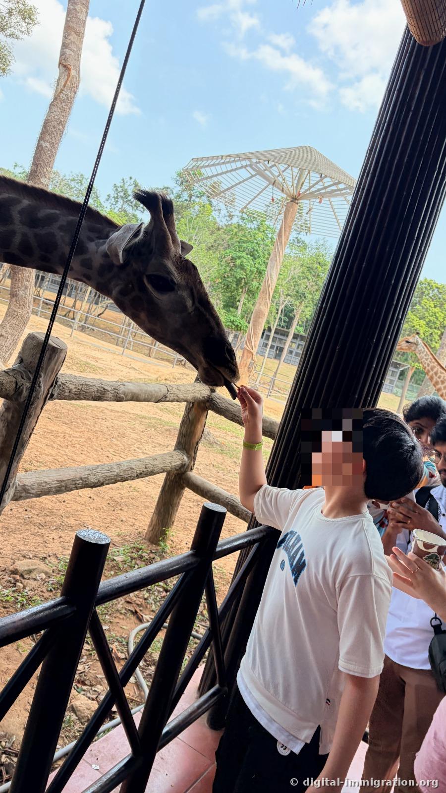 A child in a white t-shirt holding food up high to a giraffe's mouth against a blue sky and parasol structure