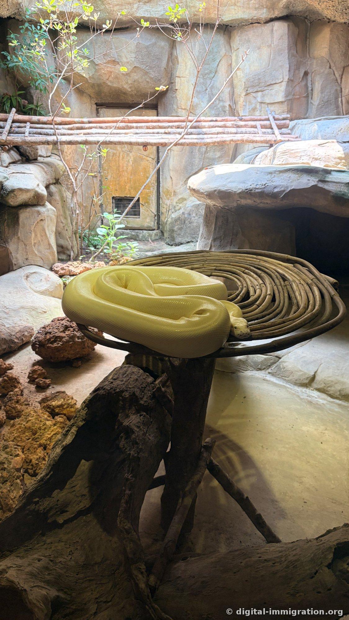 A pale yellow python coiled on a wooden perch in an indoor exhibit decorated with artificial rock walls