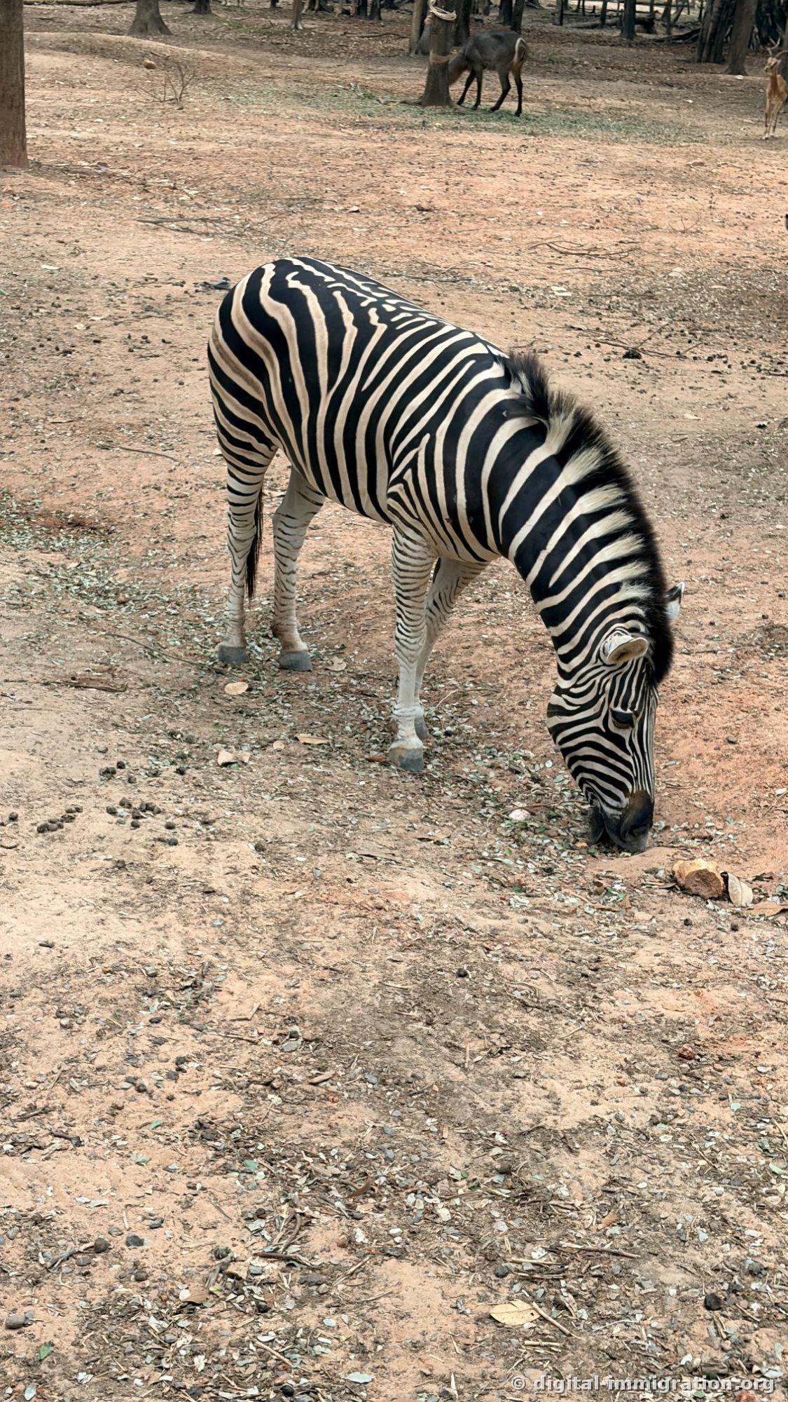 A zebra with its head lowered eating grass on red earth, with deer walking between trees in the background of the pasture