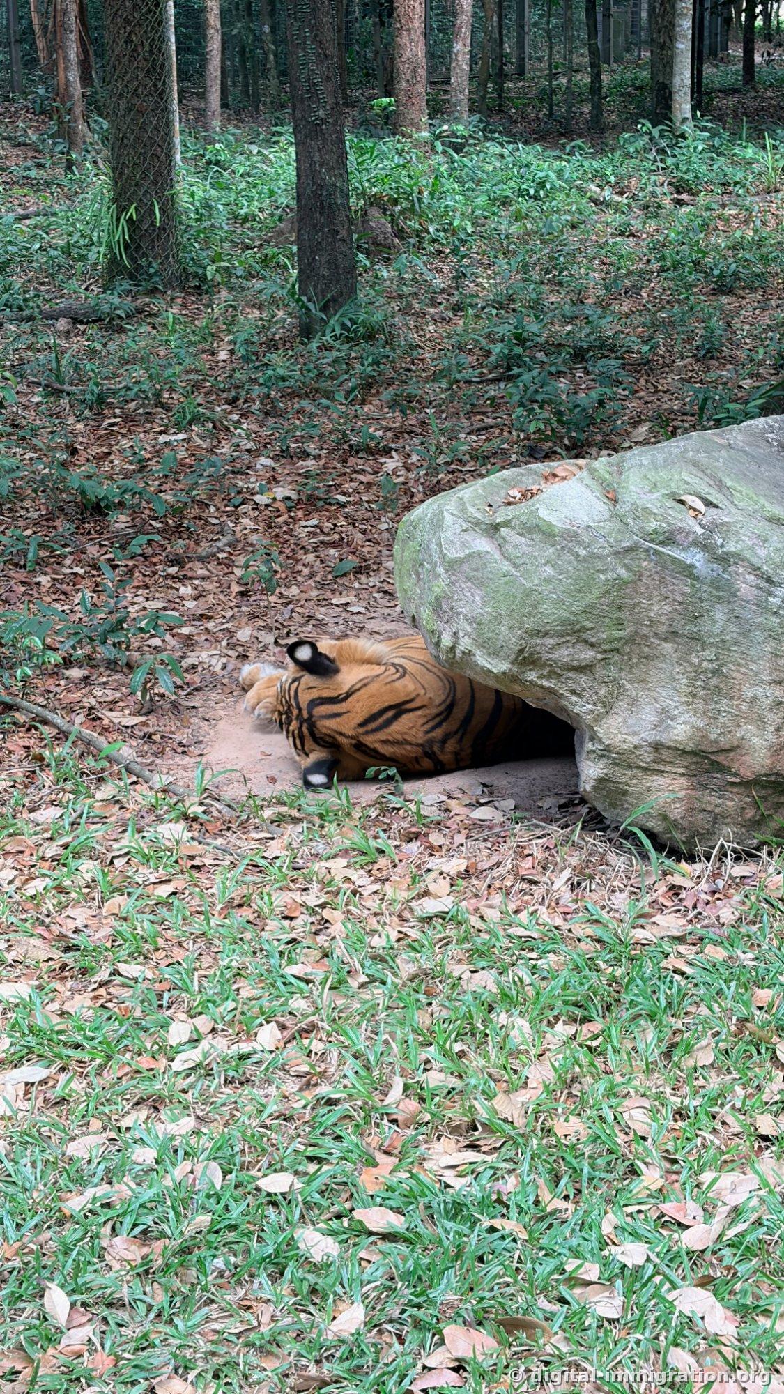 A tiger stretched behind a large rock on a forest floor covered in fallen leaves, with one ear visible