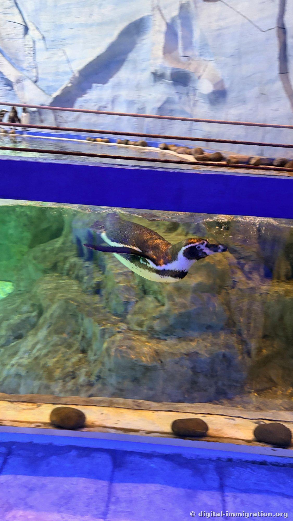 A penguin swimming through the water seen through an underwater viewing window