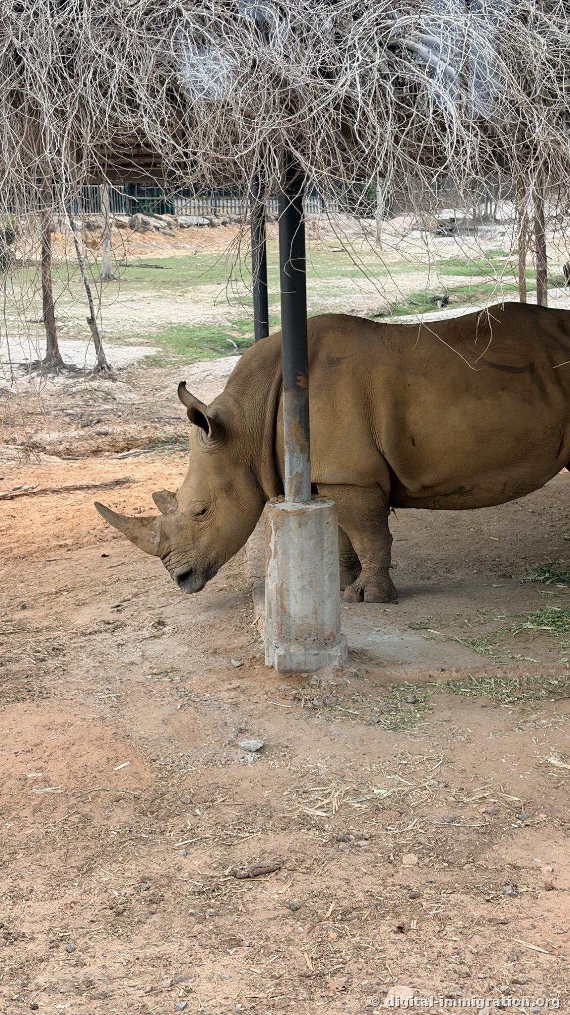 A white rhino with its head lowered, scraping the ground near a shaded shelter post with dry branches