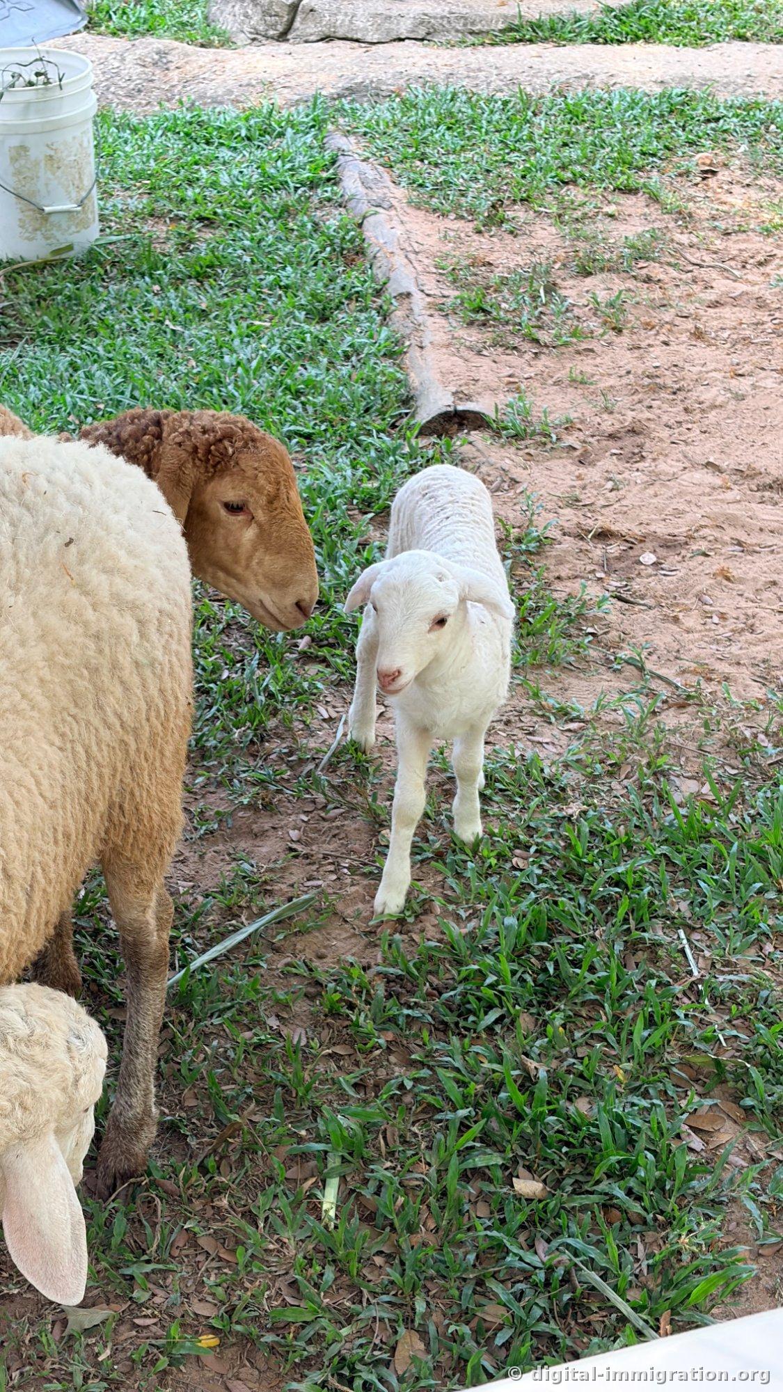 A mother sheep with her nose to the ground while a pure white lamb with short fur waddles forward on the grass