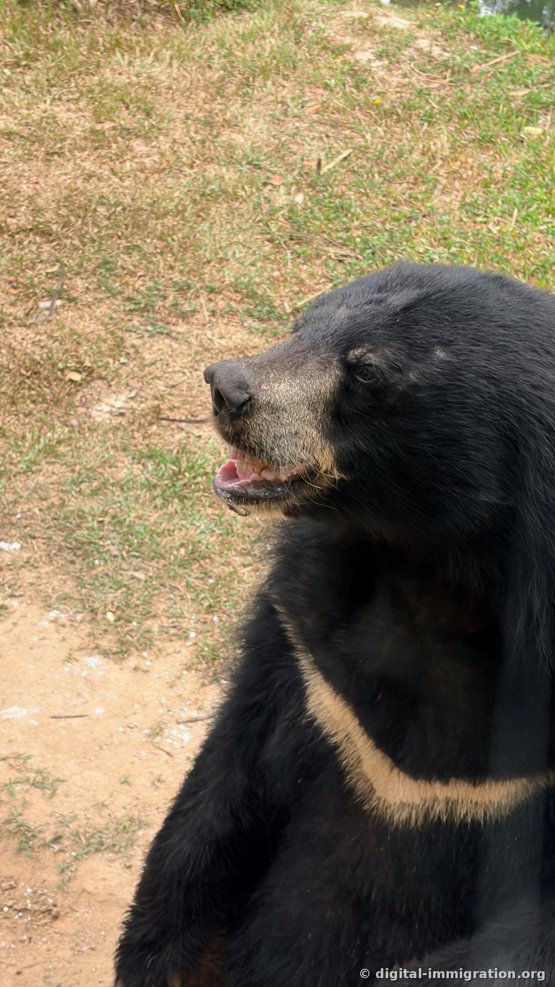 A close-up of the sun bear's face with graying fur around its snout, mouth open showing pink gums, looking to the side
