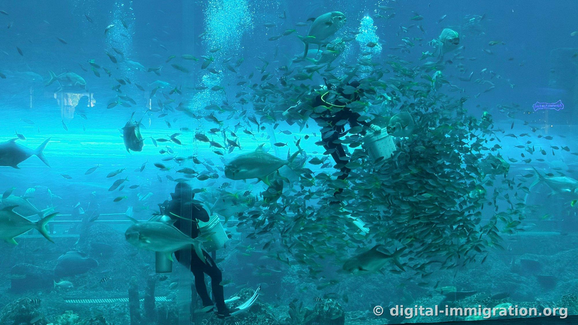 A wide shot of the entire tank with two divers and a massive school of fish clustered together