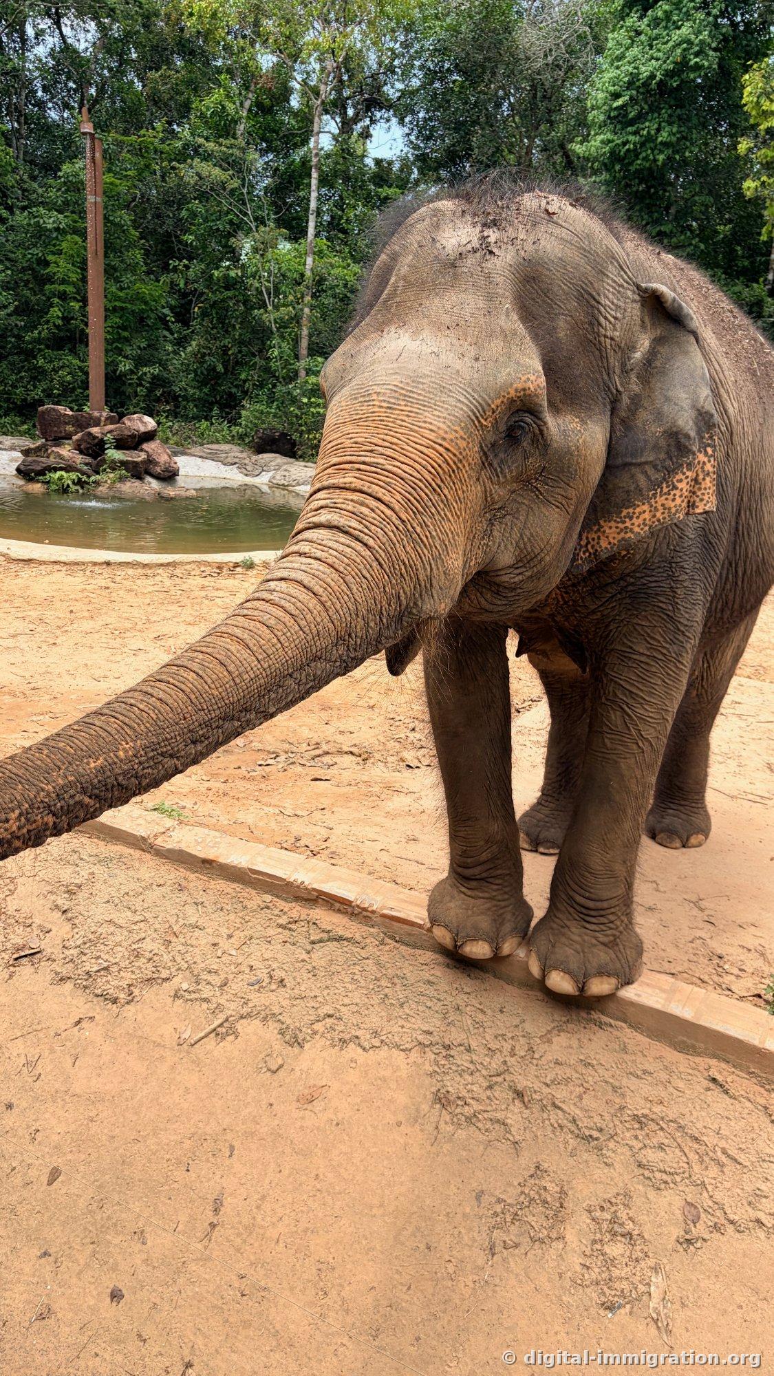An elephant on red earth extending its trunk toward the viewing path, with a water puddle and rocks visible in the background