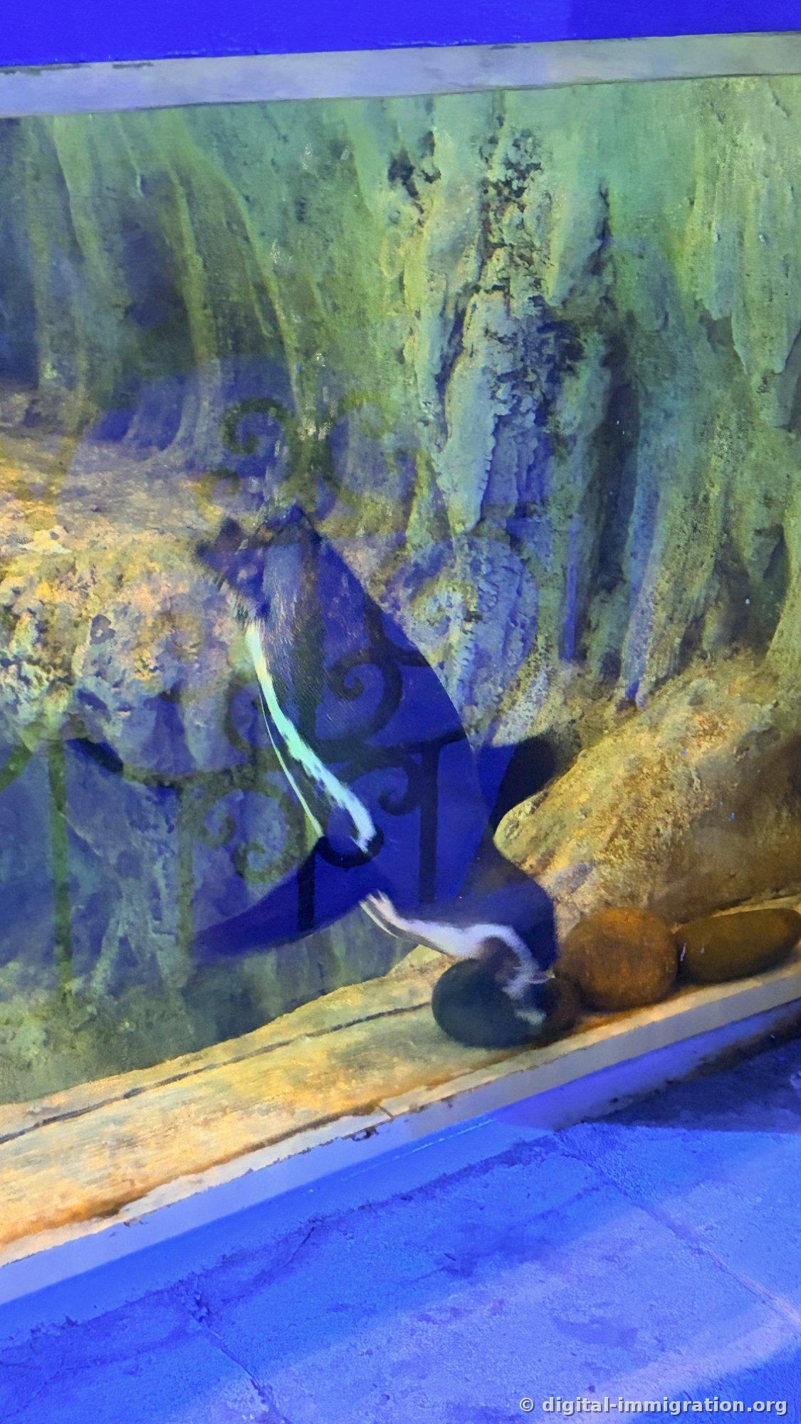 A penguin faintly visible through an algae and mineral-covered aquarium window
