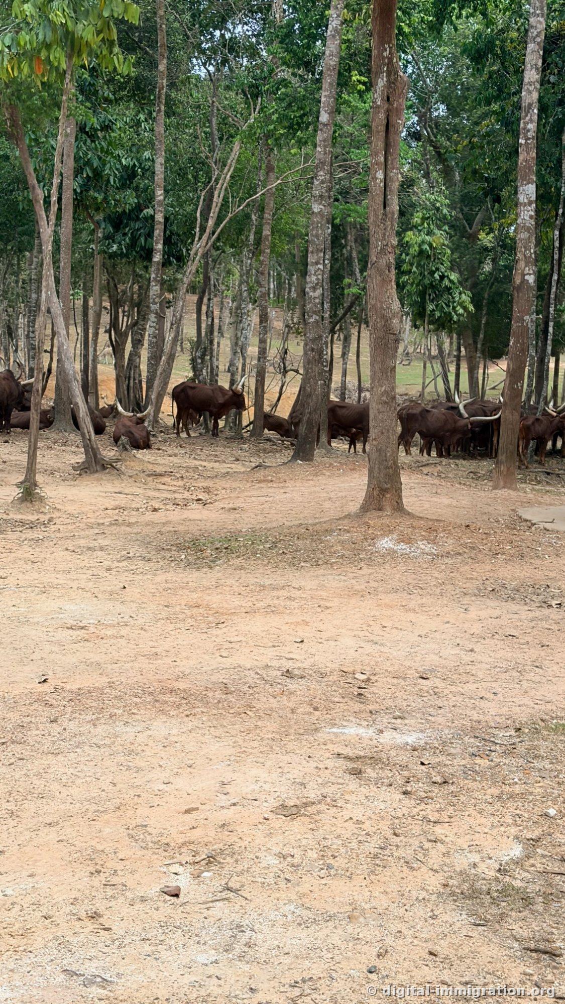 A herd of brown Watussi cattle with long horns clustered together in the shade beneath tall trees